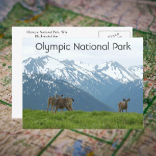Foton för olympisk nationalpark Wildlife Travel Fo Vykort