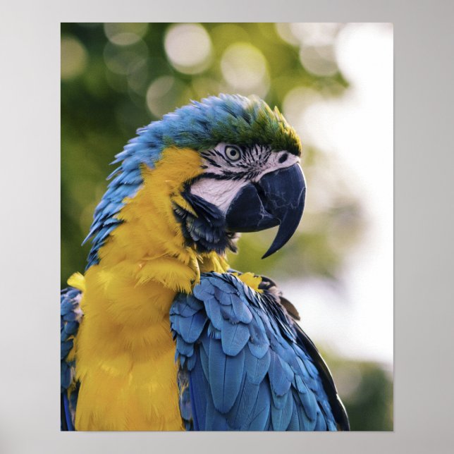 Foton för Parrot-profil Porträtt Poster (Framsidan)