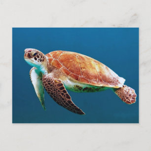 Foton för Turtle Blue Vatten Sea Vykort