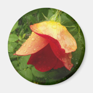 Foton på Red and Golden Ro Petals Magnet