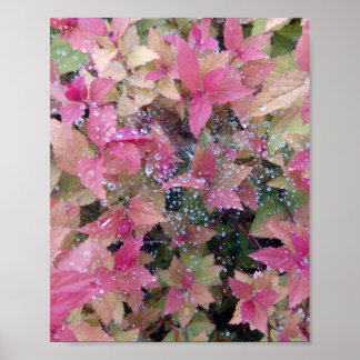 Foton till blommor poster