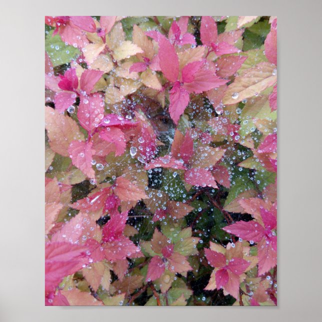 Foton till blommor poster (Framsidan)