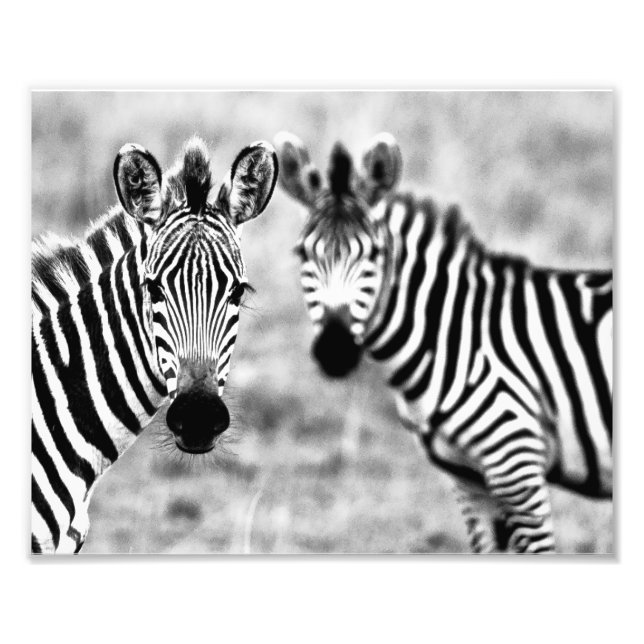 Foton Zebraer (Framsidan)