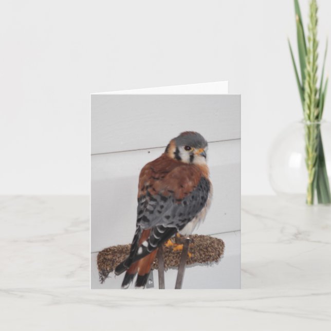 Fotopappat amerikanskt Kestrel-kort Anteckningskort (Framsida)