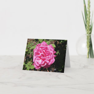 Fotopappat anteckningskort för rosa ros