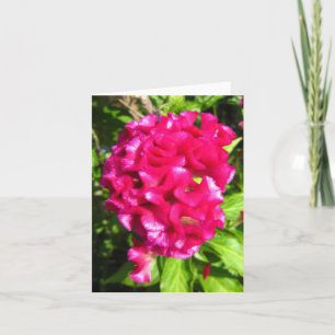 Fotopappat anteckningskort för Scarlen Red Celosia