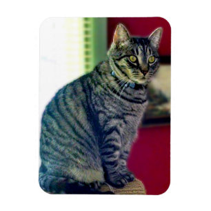 Fotopatecken för tabby katt 3 tum x 4 tum magnet