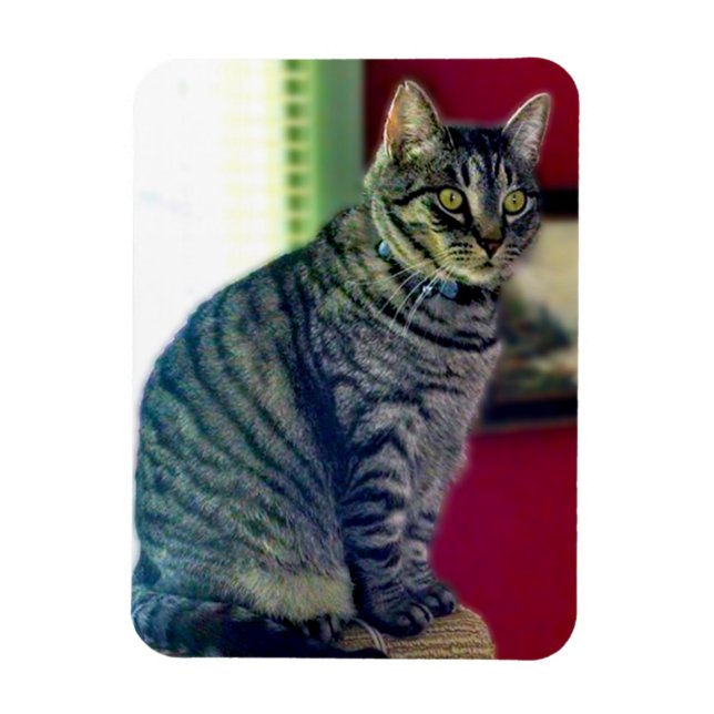 Fotopatecken för tabby katt 3 tum x 4 tum magnet (Vertikal)