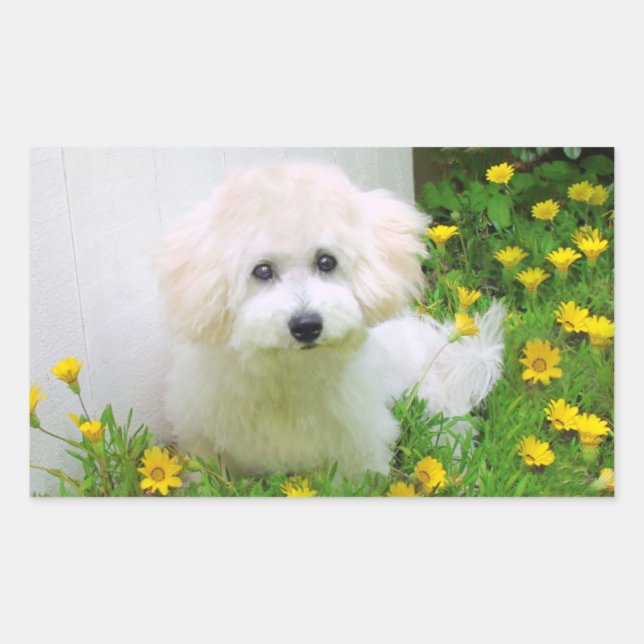 Fotopatrar Rektangulärt Klistermärke (Framsida)