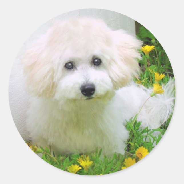 Fotopatrar Runt Klistermärke (Framsida)