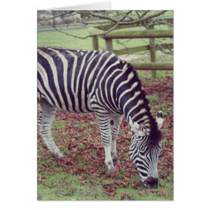 Fotopatrering av Zebra Hälsningskort