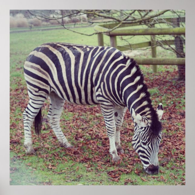 Fotopatrering av Zebra Poster (Framsidan)
