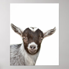 Fotopeekaboo-barnrum för husdjur poster