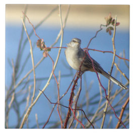 Fotoplattan för nordlig mockingbird kakelplatta