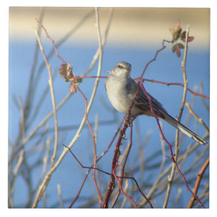 Fotoplattan för nordlig mockingbird kakelplatta