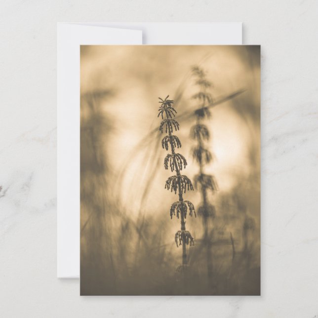 Fotoportet Horsetail Sepia (Framsida)