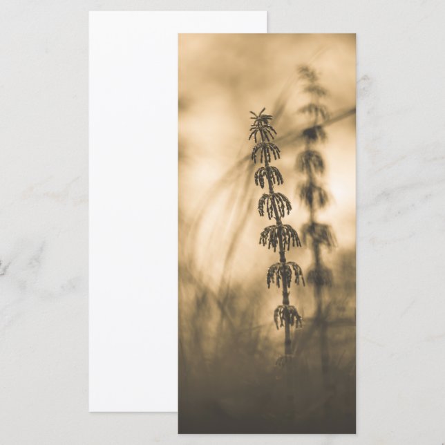 Fotoportet Horsetail Sepia (Fram/baksida)