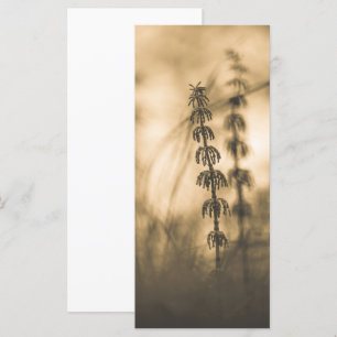 Fotoportet Horsetail Sepia