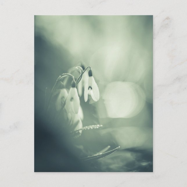 Fotoportet Snowdroits Nature Photo Postcard Vykort (Framsida)