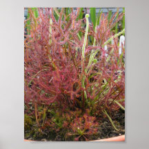 FotoPoster av assorterat solodew (Drosera)