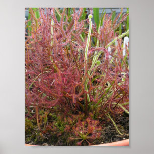 FotoPoster av assorterat solodew (Drosera) Poster
