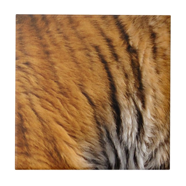 Fotoproverna Tiger Rand Big Cat Wildlife Kakelplatta (Framsidan)