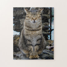 Fotopussel - katt i Cinque Terre, italien
