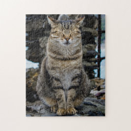 Fotopussel - katt i Cinque Terre, italien