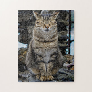 Fotopussel - katt i Cinque Terre, italien