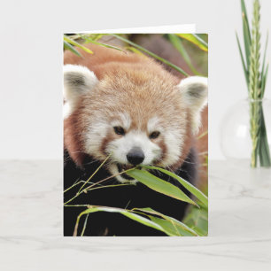 Fotoröd panda, djur 0293. kort