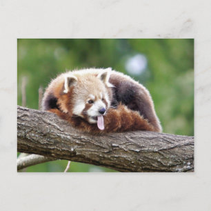 Fotoröd panda, djur 0499. vykort