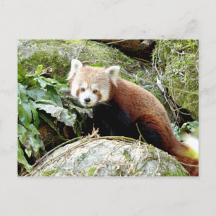 Fotoröd panda, djur 0500. vykort
