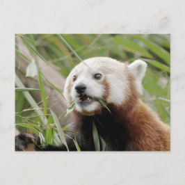 Fotoröd panda, djur 0505. vykort