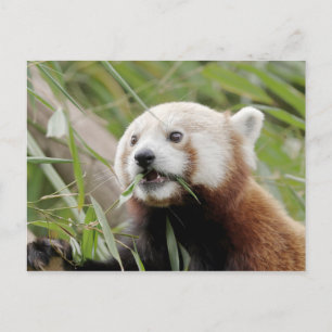 Fotoröd panda, djur 0505. vykort