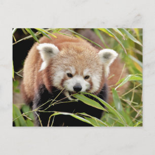 Fotoröd panda, djur 0506. vykort