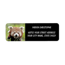 Fotoröd panda, djur 0533.