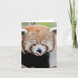 Fotoröd panda, djur 0634. kort