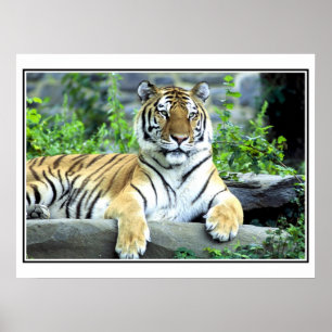 FotoSiberiantiger Poster