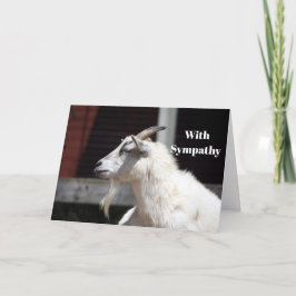 Fotosympati för Cute White Goat-profil Kort