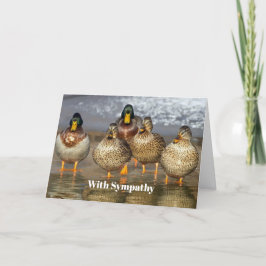 Fotosympati för vilda Mallard Ankor Kort