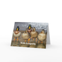 Fotosympati för vilda Mallard Ankor