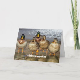 Fotosympati för vilda Mallard Ankor Kort