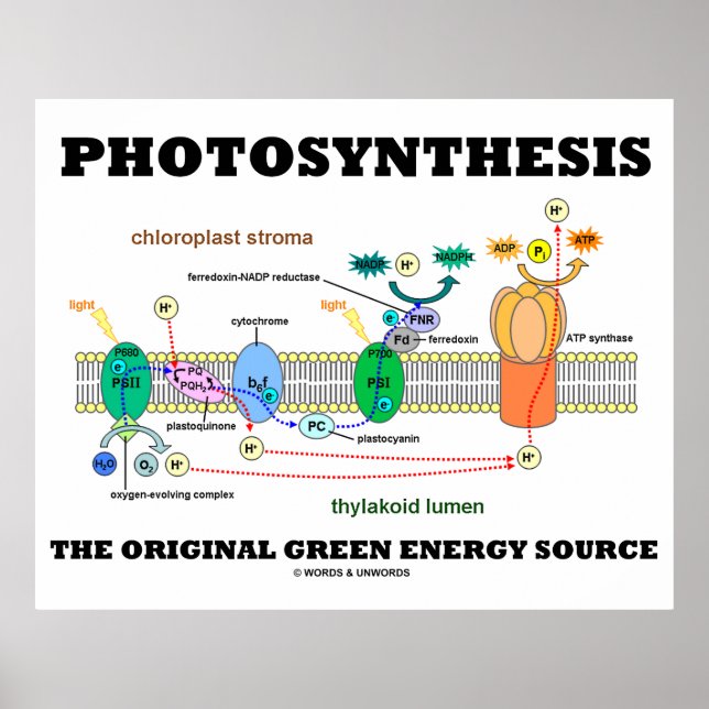 Fotosyntes den ursprungliga Gröntens energikälla Poster (Framsidan)