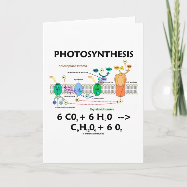 Fotosyntes (koldioxid + Vatten) Kort (Framsida)