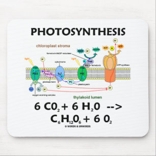 Fotosyntes (koldioxid + Vatten) Musmatta