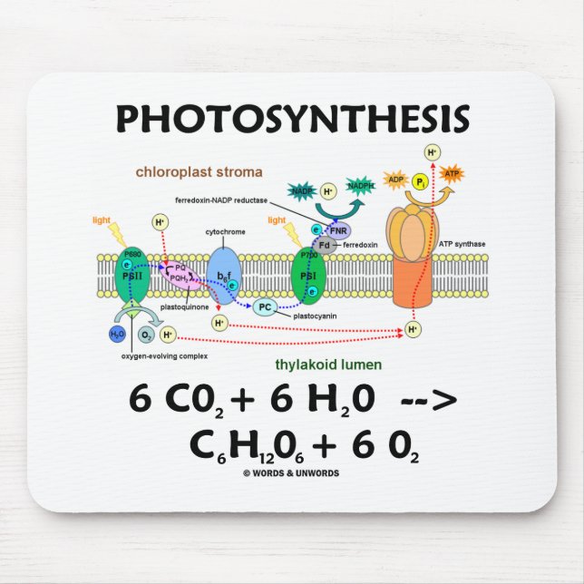 Fotosyntes (koldioxid + Vatten) Musmatta (Framsidan)