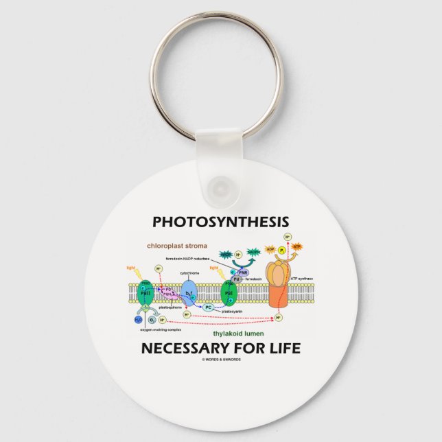Fotosyntes som krävs för Life Nyckelring (Framsida)