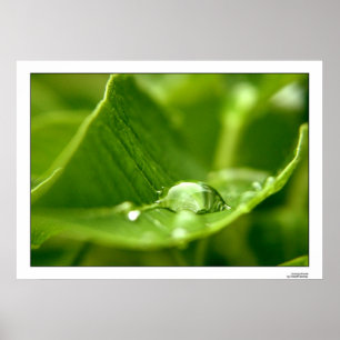 fotosyntet poster