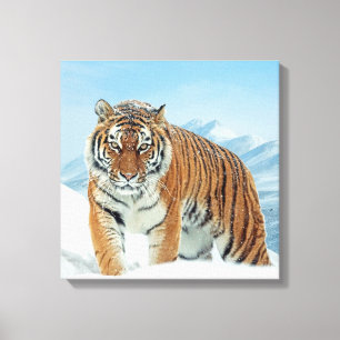 Fotot Canvas från Ttigerbergen Winter Snö