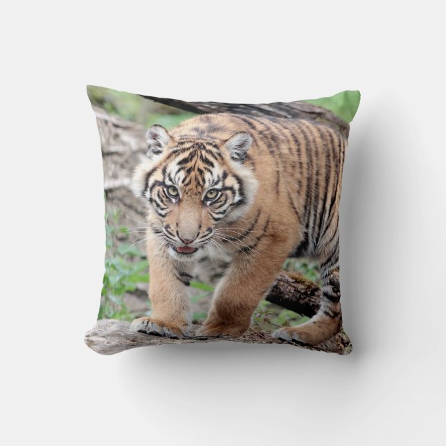 Fototiger, djur 0287. kudde (Framsida)